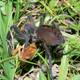 Image: Arthur Diesel Abegg et al